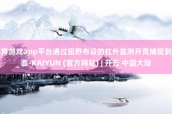 体育游戏app平台通过田野布设的红外监测开荒捕捉到画面-KAIYUN (官方网站) | 开云 中国大陆